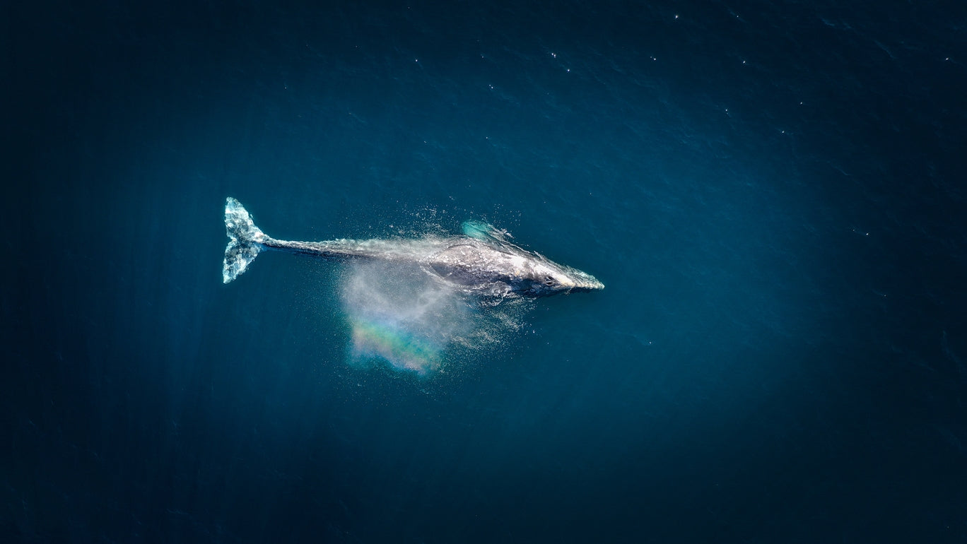 An overhead shot of a whale in the sea.